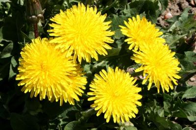 Yellow flowers