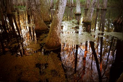 swamp10.jpg