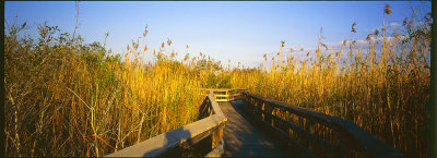 Everglades004.jpg