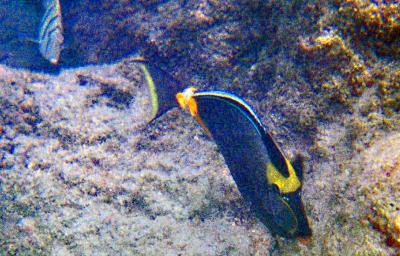 Haunama Bay Fish