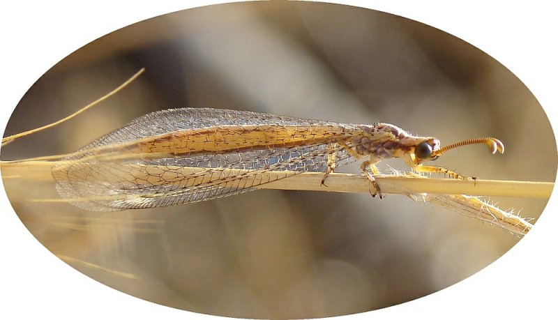 Insecto da famlia Myrmeleontidae // Antlion (Macronemurus appendiculatus), female