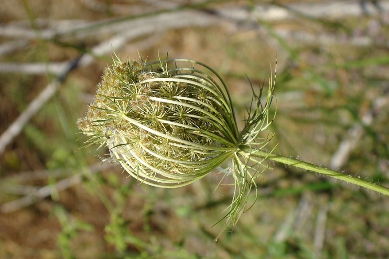 Cenoura-brava // Queen Annes Lace (Daucus carota)