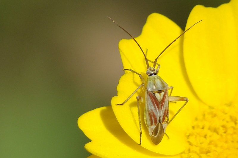 Percevejo // Bug (Calocoris roseomaculatus)