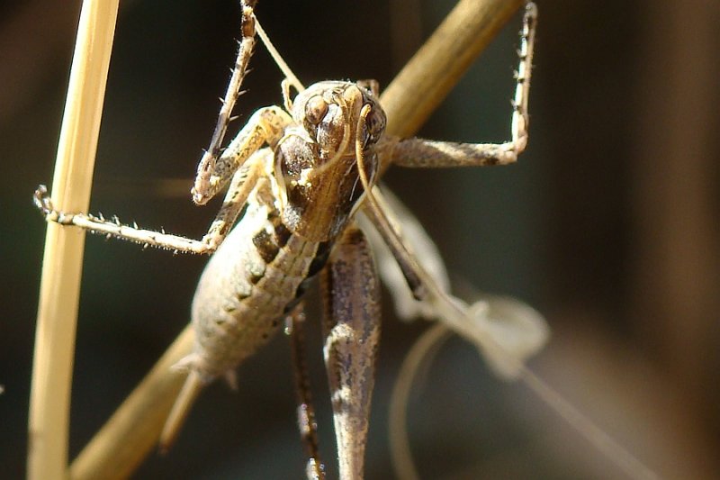 Gafanhoto // Grasshopper (Tettigoniidae: Platycleidini)