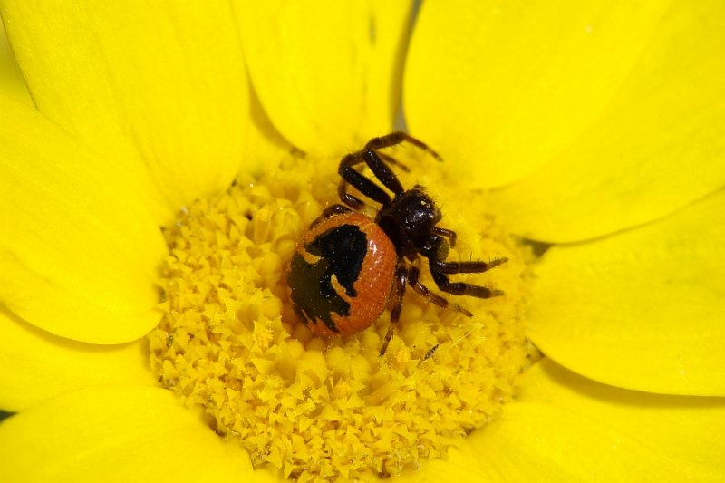Aranha // Spider (Synema globosum), female