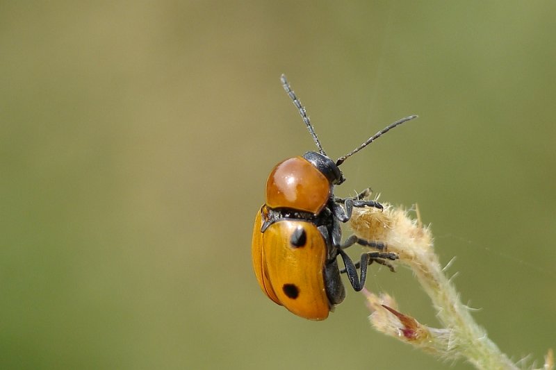 Escaravelho // Beetle (Cryptocephalus infirmior)