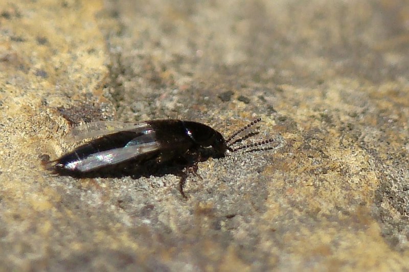 Escaravelho // Beetle (Tachinus signatus)