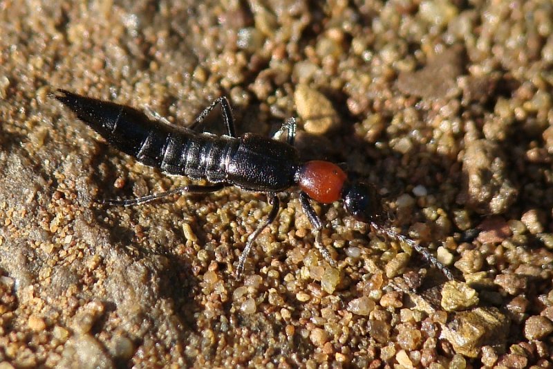 Escaravelho // Rove Beetle (Paederidus ruficollis)
