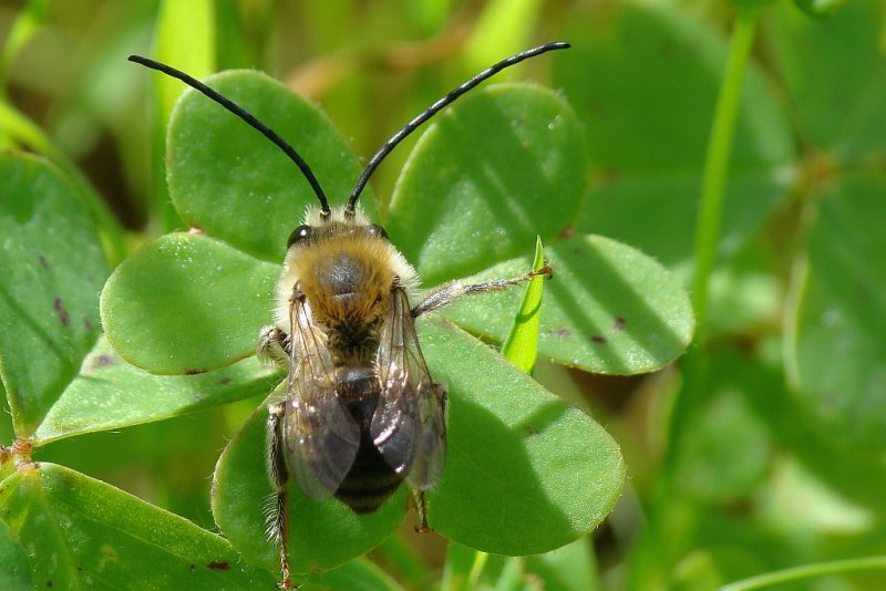 Abelha // Long-horned Bee (Eucera sp.)