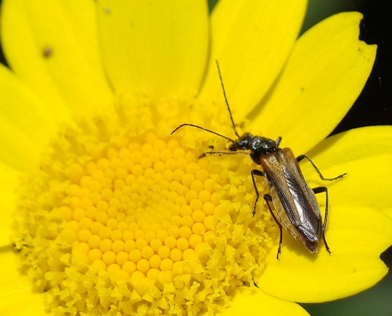 Escaravelho // Beetle (Oedemera femorata)