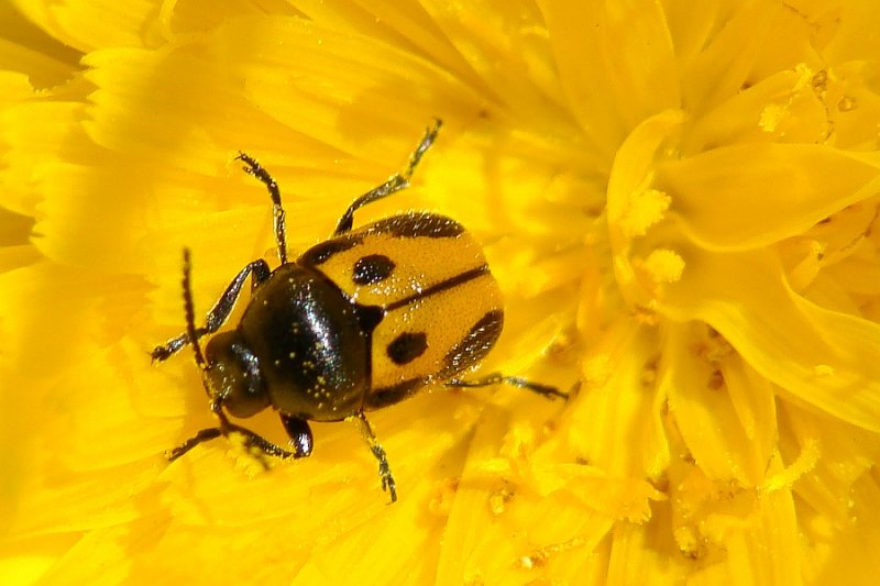Escaravelho // Beetle (Cryptocephalus rugicollis), male