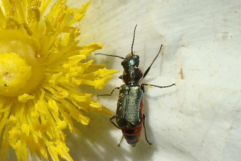 Escaravelho // Beetle (Clanoptilus abdominalis)