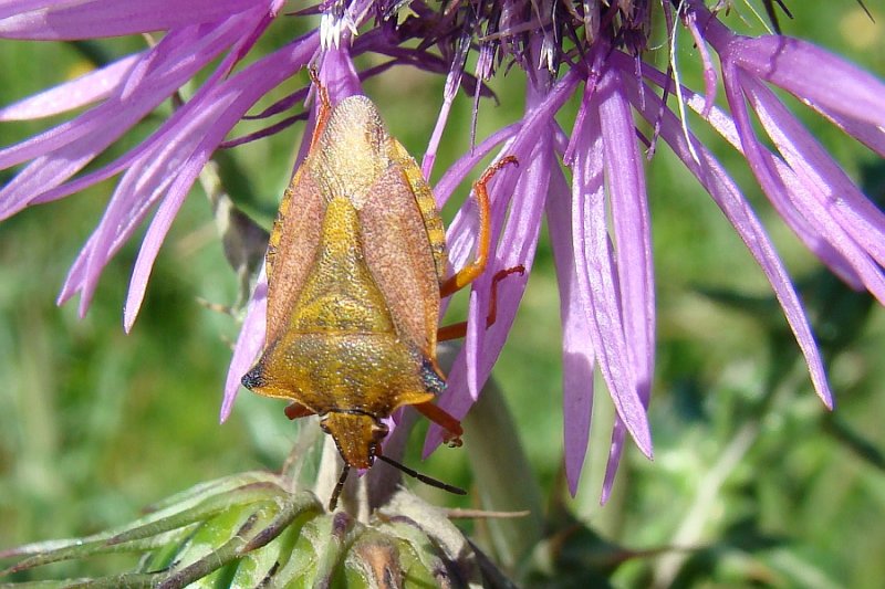 Percevejo // Stink Bug (Carpocoris fuscispinus)