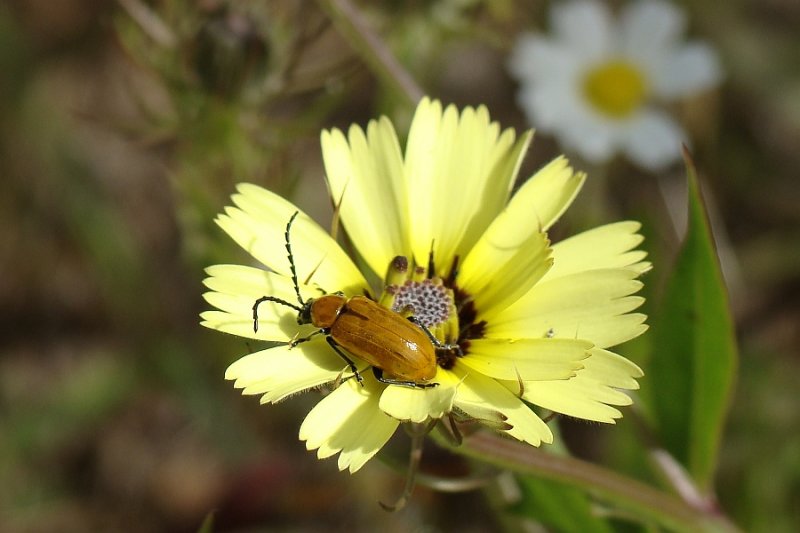 Escaravelho // Leaf Beetle (Exosoma lusitanica)