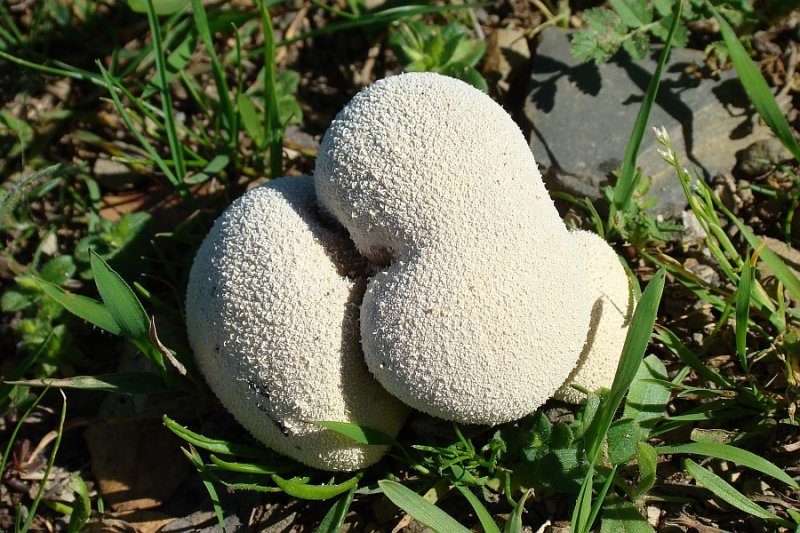 Cogumelos // Mushrooms (Vascellum pratense)