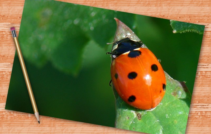 Joaninha // Ladybug (Coccinella septempunctata)