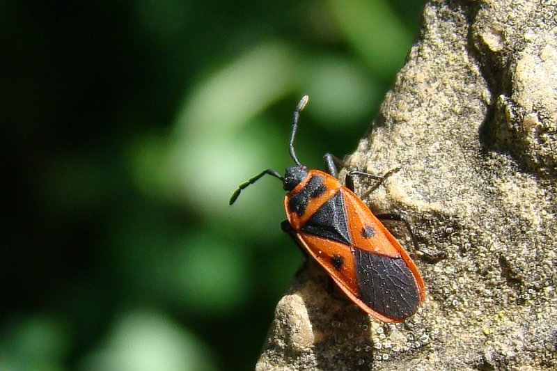 Percevejo // Bug (Scantius aegyptius)