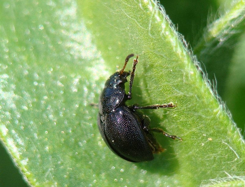 Escaravelho // Lucerne Beetle (Colaspidema atrum)