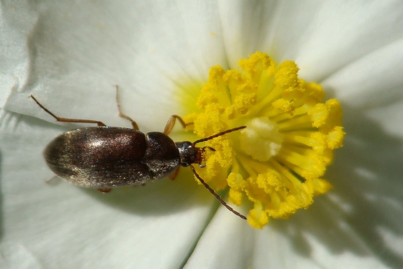 Escaravelho // Beetle (Isomira hispanica)