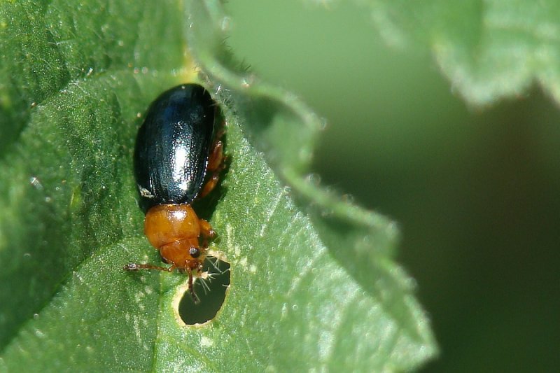 Escaravelho // Beetle (Podagrica fuscicornis)