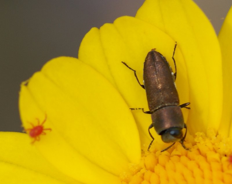 Escaravelho // Beetle (Anthaxia millefolii)