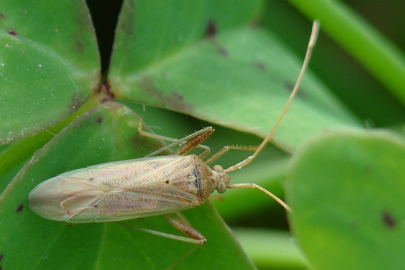 Percevejo // Alfalfa Plant Bug (Creontiades pallidus)