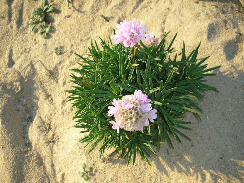 Cravo-das-areias ou Erva-divina (Armeria pungens)