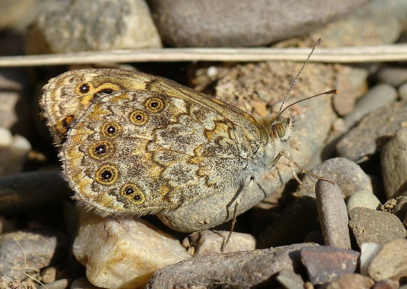 Borboleta // Wall Brown (Lasiommata megera)