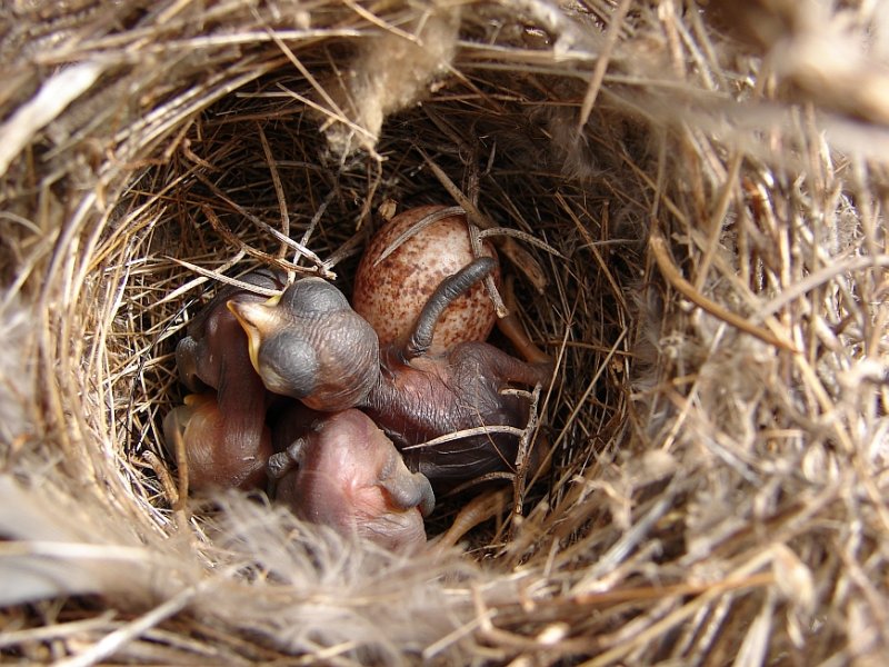 Ninho de Toutinegra-dos-valados // Nest of Sardinian Warbler (Sylvia melanocephala)