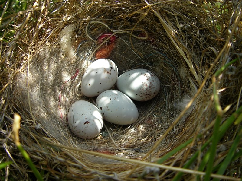 Ninho de Cartaxo // Nest of Stonechat (Saxicola rubicola)