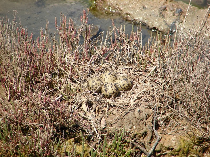 Ninho de Pernilongo // Nest of Black-winged Stilt (Himantopus himantopus)