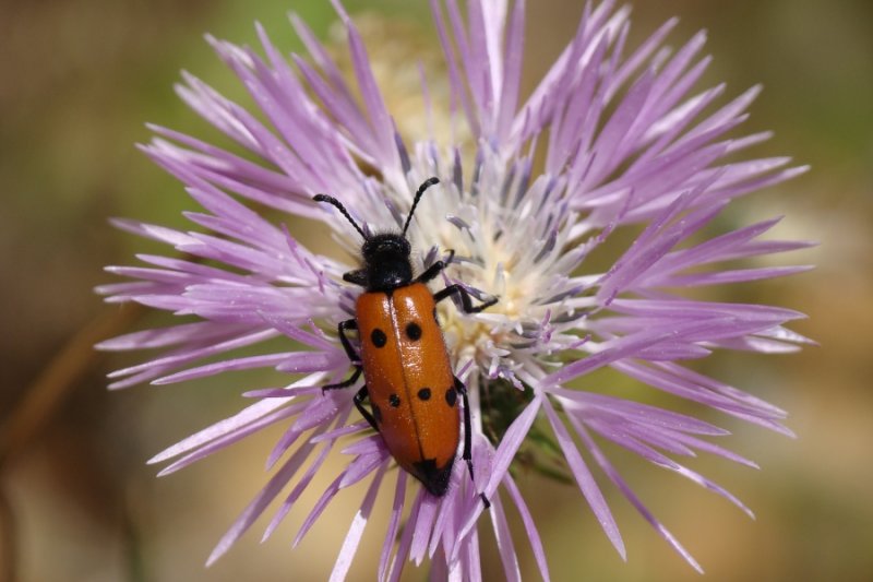 Escaravelho /|\ Beetle (Mylabris quadripunctata)