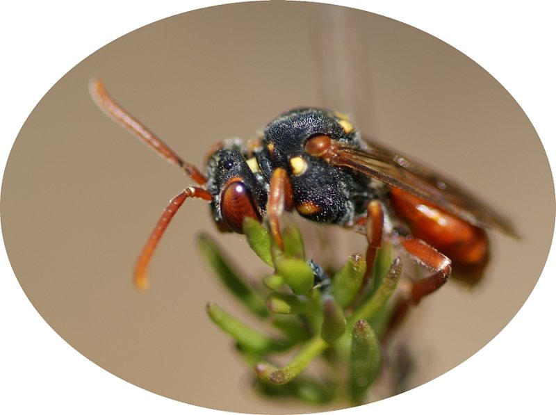 Abelha // Wild Bee (Nomada sp.)