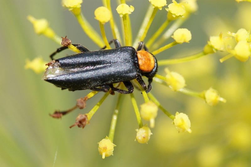 Escaravelho // Blister Beetle (Oenas fusicornis)