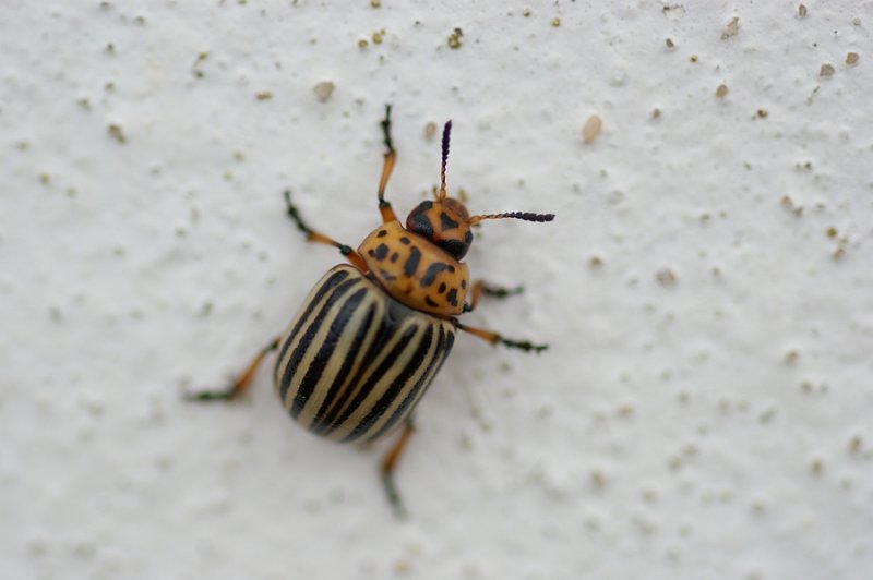 Escaravelho // Potato Beetle (Leptinotarsa decemlineata)