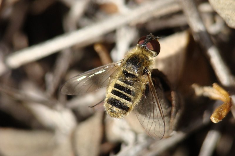 Mosca da famlia Bombyliidae // Bee Fly (Villa sp.)