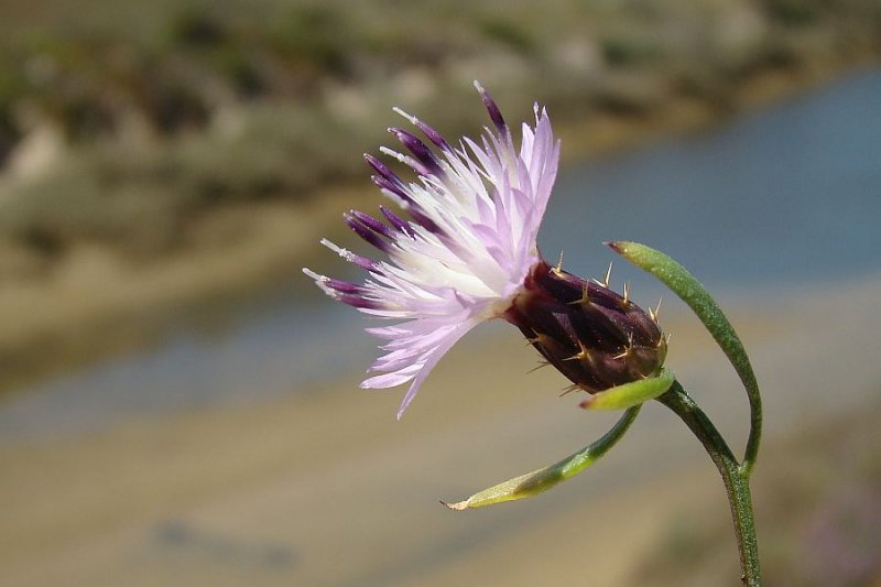 Lios-speros // Rough Star-thistle (Centaurea aspera)