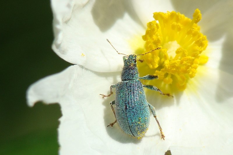 Escaravelho // Beetle (Polydrusus pilosulus)
