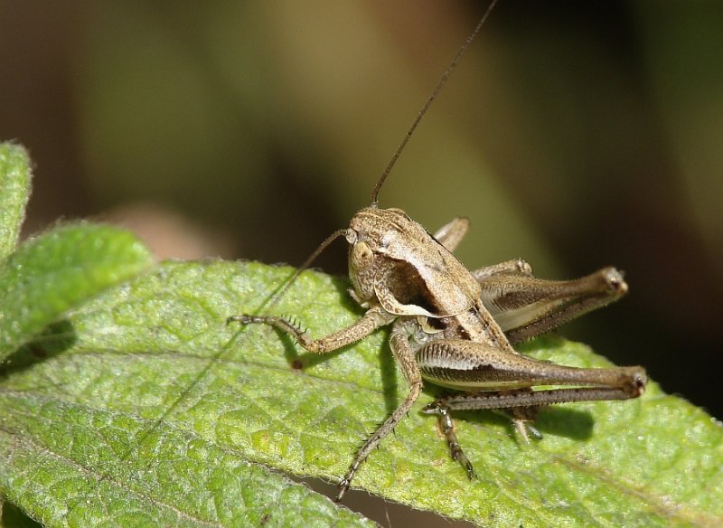 Gafanhoto // Katydid (Platycleis sp.), nymph