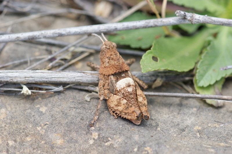 Gafanhoto // Grasshopper (Ocnerodes fallaciosus)