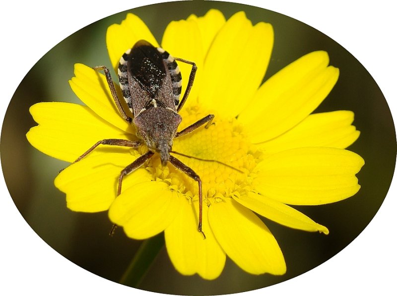 Percevejo // Bug (Rhynocoris erythropus)