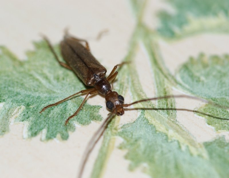 Escaravelho da famlia Cerambycidae // Beetle (Vesperus baesuriensis)