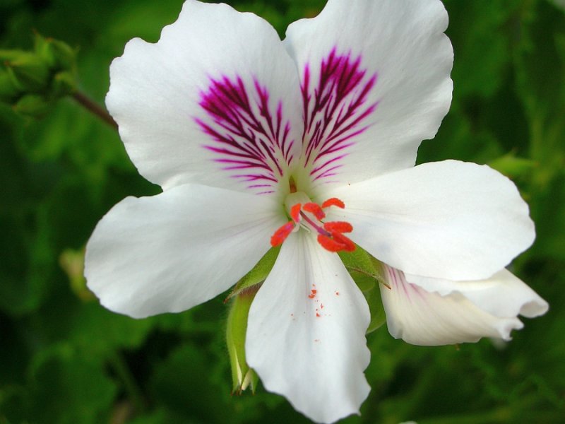 Pelargnio // Garden Geranium (Pelargonium sp.)