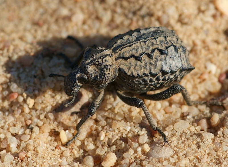 Escaravelho // Snout Beetle (Brachycerus plicatus)
