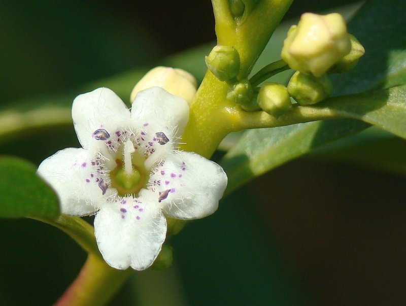 Miporo // Boobialla (Myoporum acuminatum)
