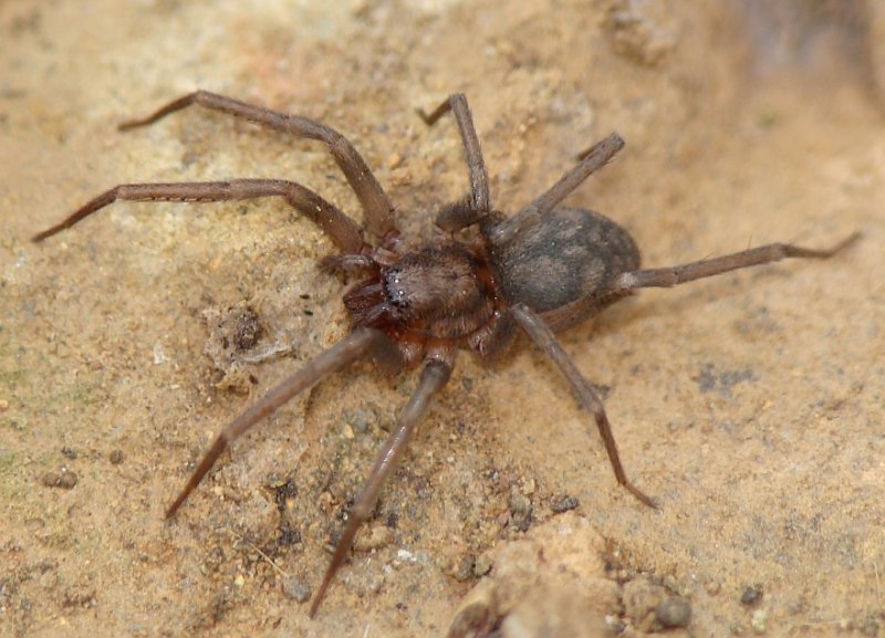 Aranha // Spider (Liocranum rupicola)