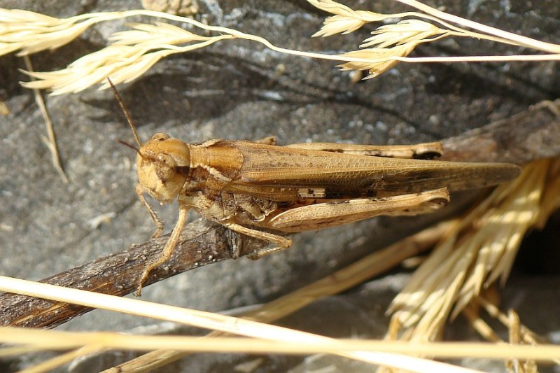 Gafanhoto // Australian Aiolopus (Aiolopus thalassinus subsp. thalassinus)