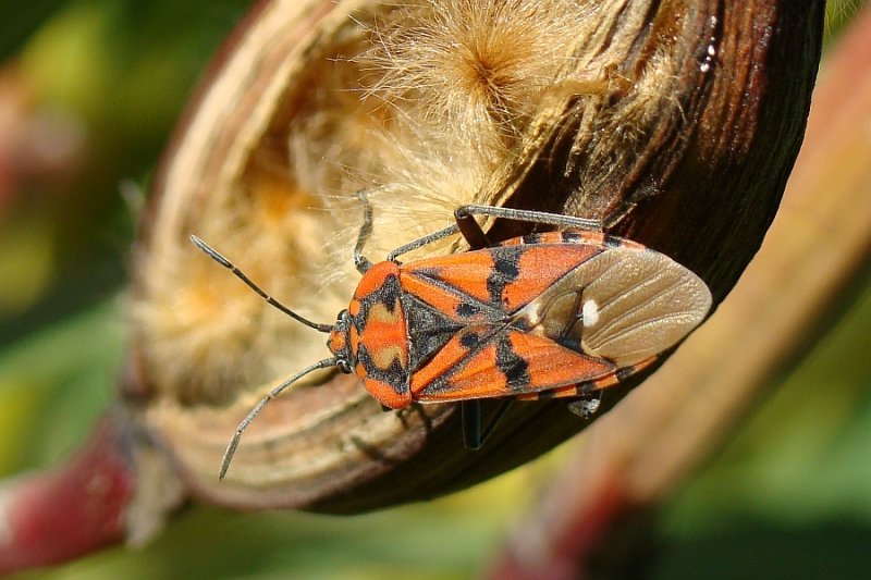 Percevejo // Bug (Spilostethus pandurus)