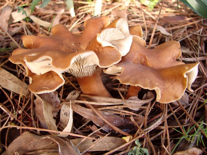 Cogumelos // Mushrooms (Clitocybe sp.)