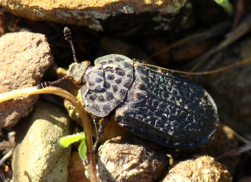 Escaravelho // Beetle (Thanatophilus rugosus)